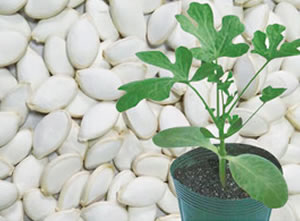 �ڸ����޵�